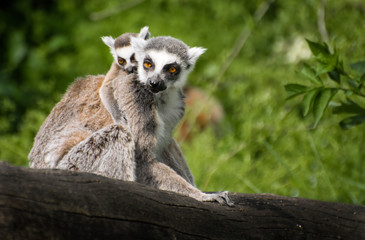 larvae, tier, säugetier, madagascar, tierpark, klingeln, wild lebende 