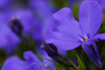 Fototapeta na wymiar purple lobelia flower