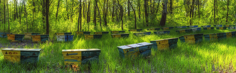 .Bee hives. Collection of honey. Banner. Panorama.