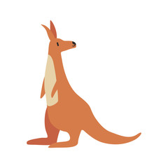 cute kangaroo animal