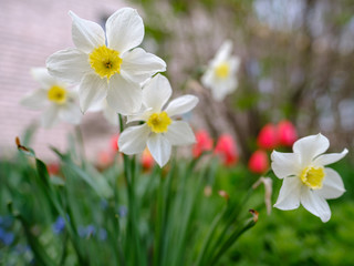 Beautiful, fragrant flowers of narcissus on a city flowerbed in springtime, on a blurred background of red tulips.