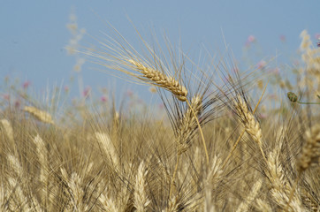 Ear Of Wheat In Sicily
