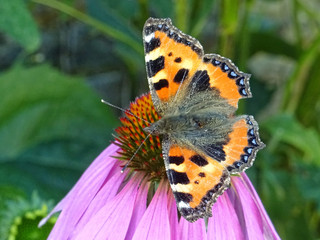 Obraz premium Papillon et fleur violette