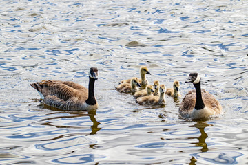 canada goose and goslings