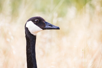 black and white canadian goose