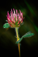 purple thistle flower