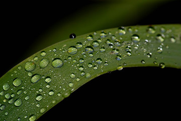 Morning dew on grass