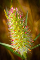 close up of a flower