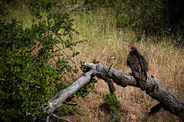 turkey vulture in the woods