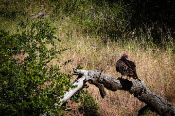 Fototapeta na wymiar turkey vulture in the woods