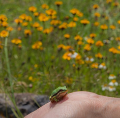 little green frog on a hand