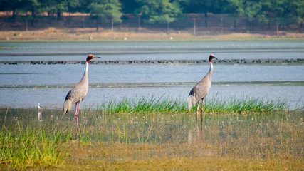 Red crown sandhill crane, india saras bhopal