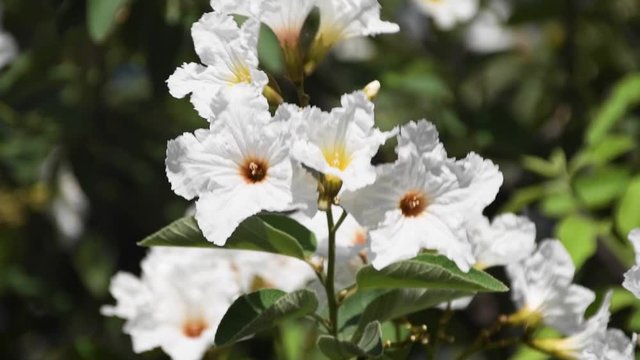 Close-up of white flowers blooming on a Texas Olive.