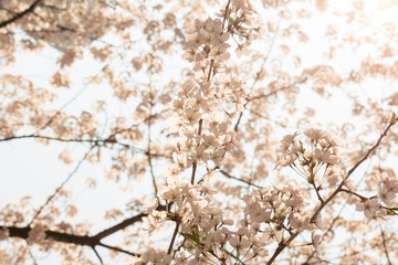 Cherry blossom scenery in Korea.