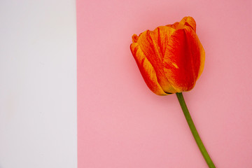 Red tulip on a white and pink background closeup with space for your text
