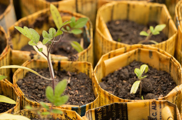 Some tomato seedlings grow in organic newspaper cups