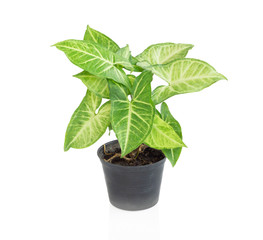 Fresh green arrowhead vine plant (Syngonium podophyllum) in black pot isolated on white background