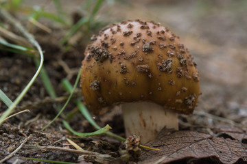 Details of a Mushroom on the ground