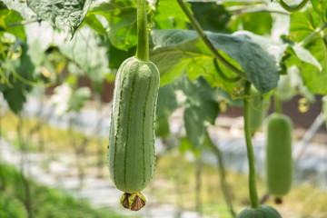 loofah farm scenery