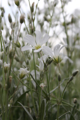 Gypsophila. 
Little white flowers for the garden.