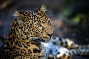 Fototapeta premium Close up angry big leopard isolated on black background