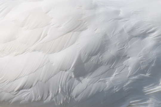 Snow white swan wing swan feather texture