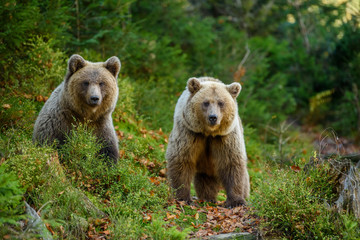 Two big brown bear in the forest. Dangerous animal in natural habitat. Wildlife scene