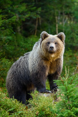 Naklejka na ściany i meble Big brown bear in the forest. Dangerous animal in natural habitat. Wildlife scene
