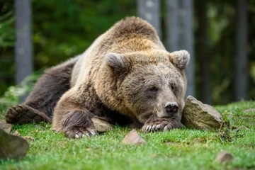 Schilderijen op glas Close-up sleep brown bear portrait. Danger animal in nature habitat © byrdyak