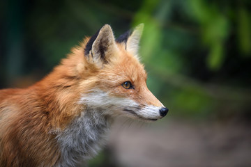 Red Fox, beautiful animal on green vegetation in the forest, in the nature habitat