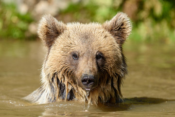 Bear in water. Beautiful animal in forest lake. Dangerous animals in river. Wildlife scene