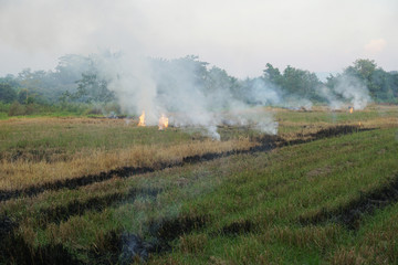 Burning straw after harvest in rice field. 
