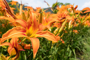 landscape of tiger lily