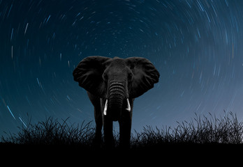 Black and white Elephant among the stars