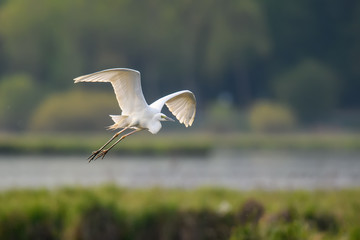 White heron, Great Egret, fly on the lake background. Water bird in the nature habitat