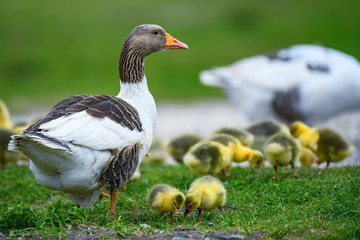 Goose with goslings in spring green grass