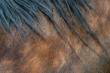 Close-up of textured pelt from a brown horse