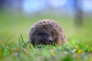 Hedgehog in green grass. Wildlife scene from nature