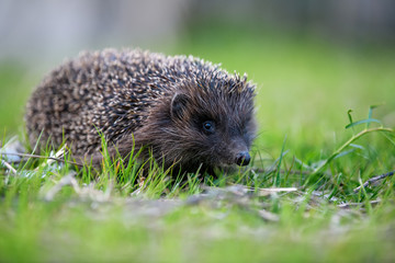 Hedgehog in green grass. Wildlife scene from nature