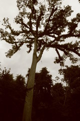 世界有数のマヤ遺跡　グアテマラ随一の観光地　ティカル遺跡