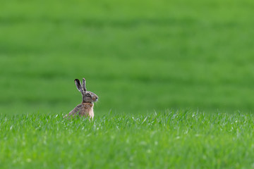 Cute hare sitting in spring grass. Wildlife scene from nature