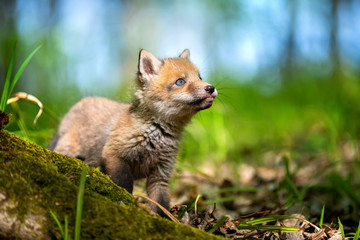 Red fox, vulpes vulpes, small young cub in forest