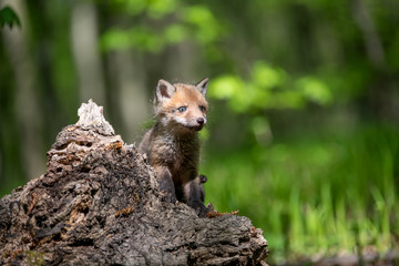 Red fox, vulpes vulpes, small young cub on stump