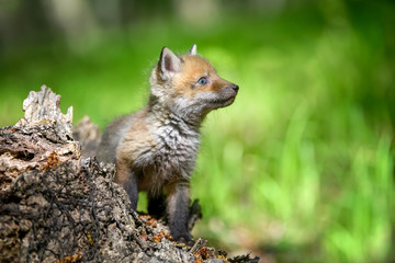 Naklejka na ściany i meble Red fox, vulpes vulpes, small young cub on stump