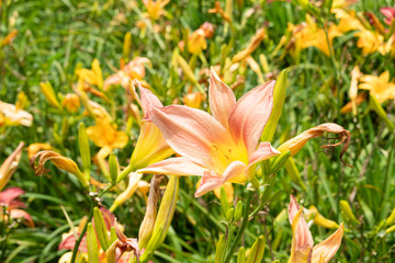 landscape of tiger lily