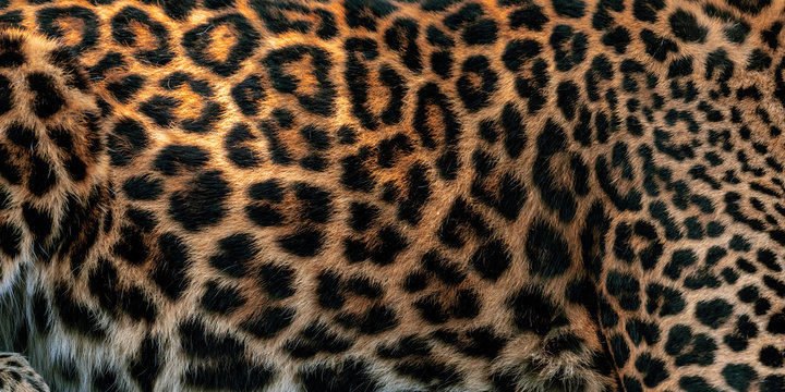 Leopard skin texture for background (real fur)