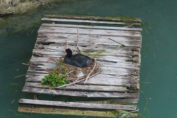 Coot bird and its nest on a wooden raft.