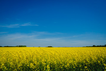 Denmark countryside landscape in spring with flower field 