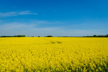 Denmark countryside landscape in spring with flower field 