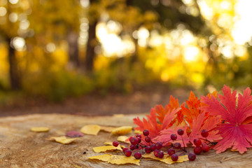 Naklejka na ściany i meble Autumn berries with red maple leaves on stump in the yellow forest, selective focus, fall season, thanksgiving concept